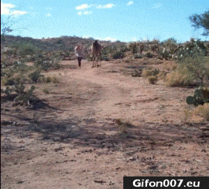 gif 623 funny video running race camel woman gifon007 eu medium