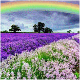 rotate field gif over the rainbow pinterest lavender fields medium