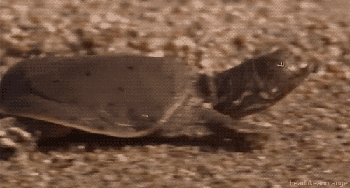 chinese softshell turtle gifs find share on giphy medium