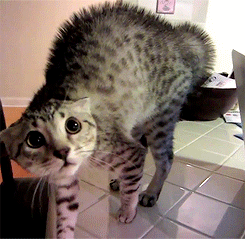 27 cats that just can t handle it crying cat and animal medium