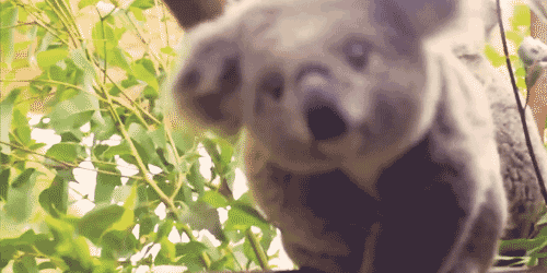 11 cutest animal gifs ever 9 is my favorite slow loris baby medium