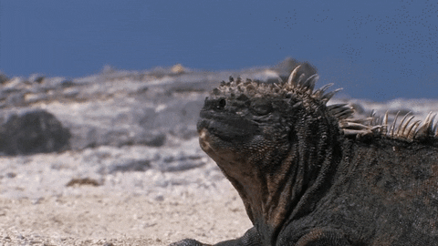 sneezes iguanas gif find share on giphy medium