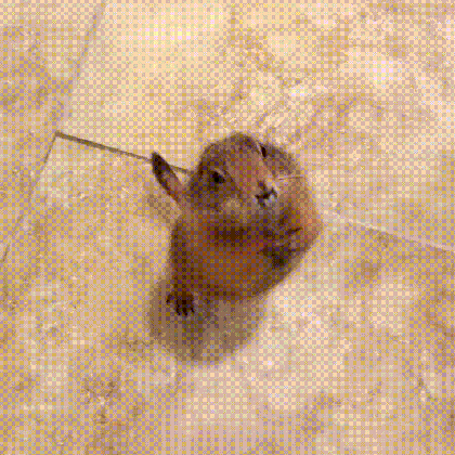 squirrel please gif find share on giphy medium