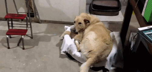 cat dogs gif by cheezburger find share on giphy medium