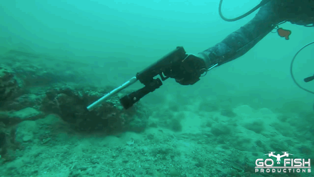 this video of a guy executing fish with a pistol is medium