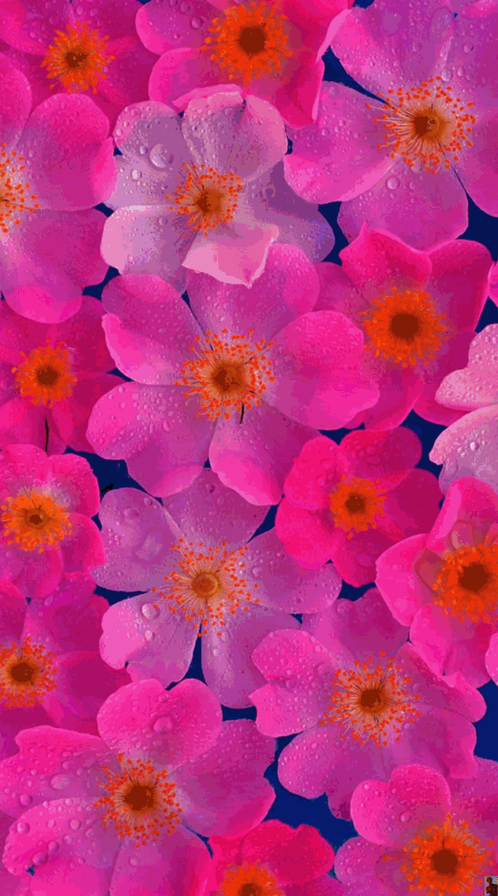 art and photography by natisha australia flower wallpaper floral background purple medium