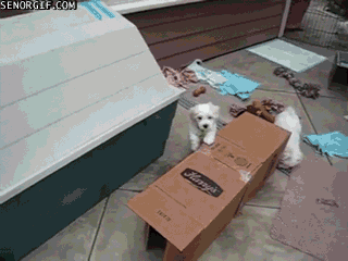 box puppies gif find share on giphy medium