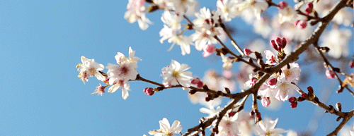 this day in history mar 27 1912 the first japanese cherry blossom medium