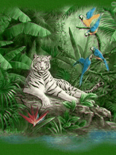 animated wallpaper screensaver 240x320 for cellphone store katte medium