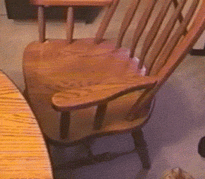 fail fat cat gif find share on giphy medium