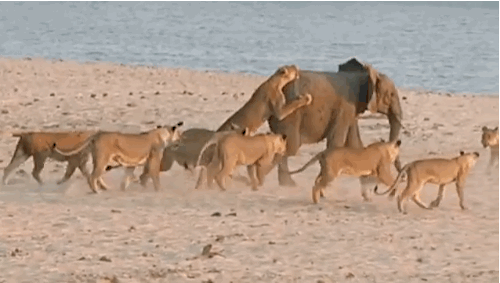 you have to watch this young elephant fight off 14 lions medium
