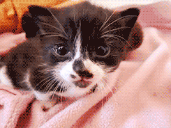 cat gifs animals cute kitten morning tumblr rraaaarrl medium
