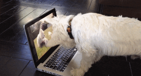 westie gifs get the best gif on giphy medium