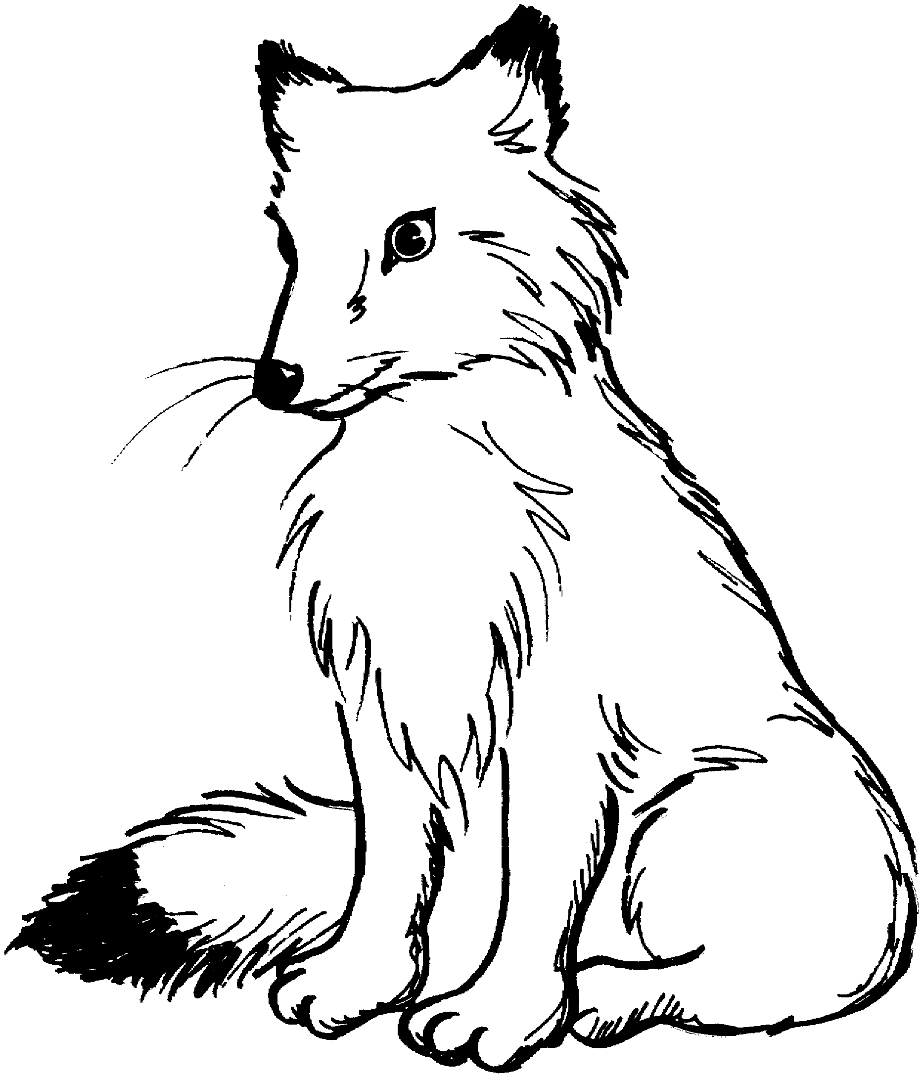 simple coloring pages animals in nature yahoo image search results medium