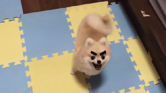 dogs with eyebrows on a pomeranian puppy on make a gif medium