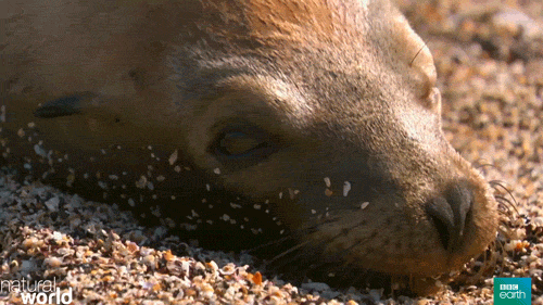 sea lion lizard gif by bbc earth find share on giphy medium