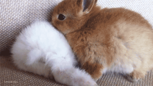 cute little bunny animal tumblr medium