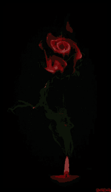 rose flowers gif images gifs tenor medium