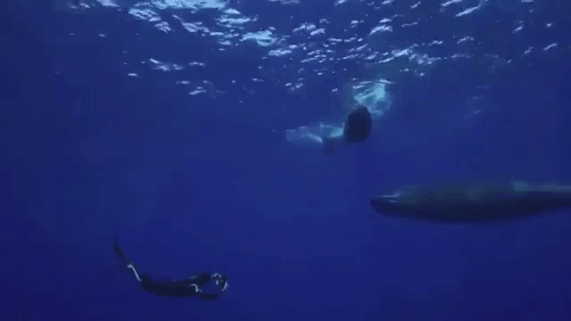 stunning footage of sperm whales attempting to communicate with medium