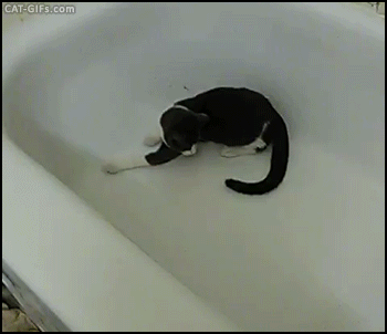 crazy kitten spinning in bathtub trying to catch his own tail medium