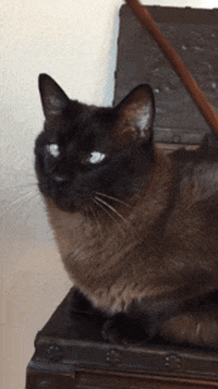 cross eyed animal s gif find share on giphy medium