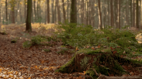 forest gif forest discover share gifs medium