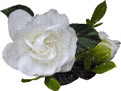 white glitter rose white glitter rose roses fleur fleurs medium