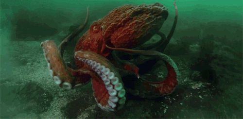 mimic octopus gifs find share on giphy medium