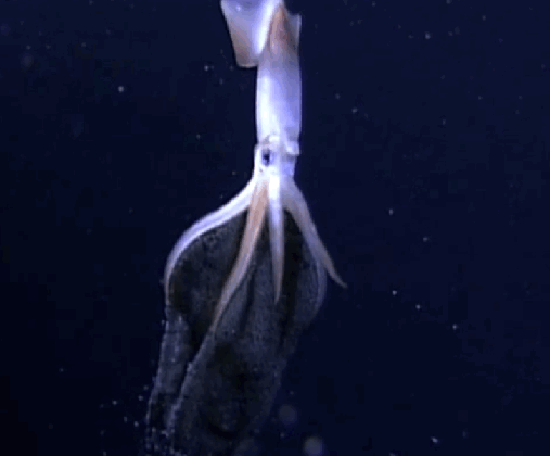 incredible video of a squid giving birth to thousands of glowing medium