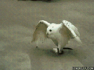which way does the owl waddle daily squee cute animals cute medium