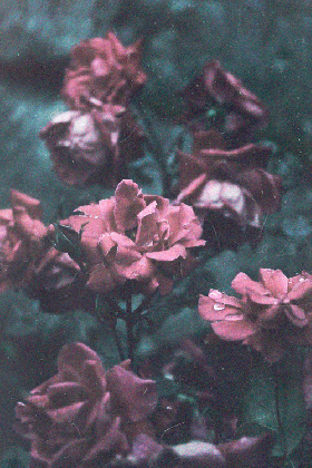 images of rose backgrounds tumblr spacehero medium