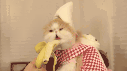 funny cat eating a banana animated gif 2166523 by ksenia l on medium
