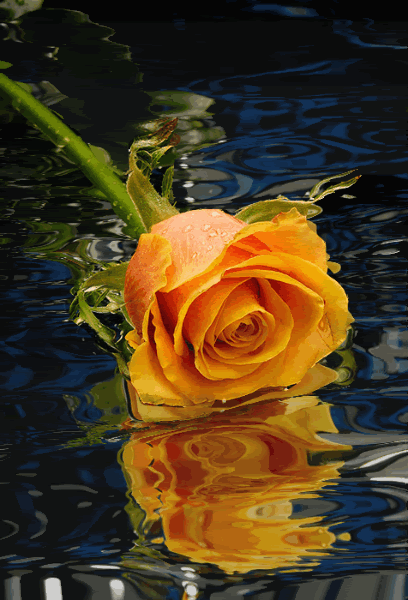 animated flower water gif have a flowery day to everyone best medium