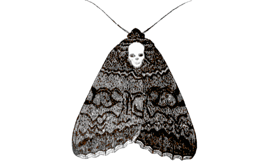moth sticker for ios android giphy medium