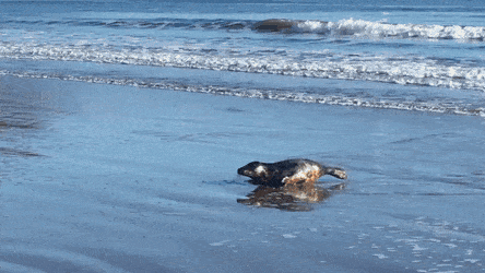 seal crawls out onto beach for a kiss from dog aww pinterest medium
