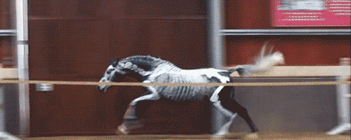 jump horse gif find share on giphy medium