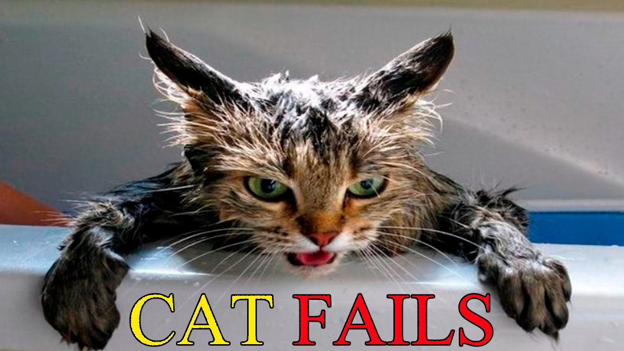 cats vs water cats falling in water funny cats 2016 funny cat medium