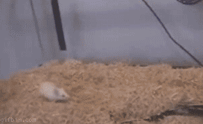 14 most funniest snake gif pictures of all the time medium