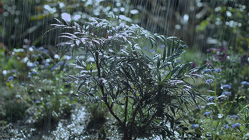 gif rain nature jueki medium
