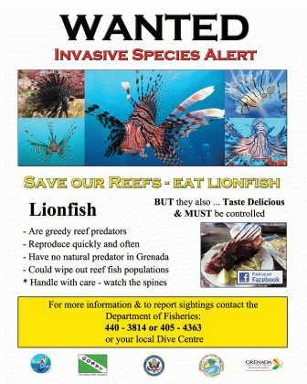 lionfish reach the strait of sicily in italy maximum alert for this medium