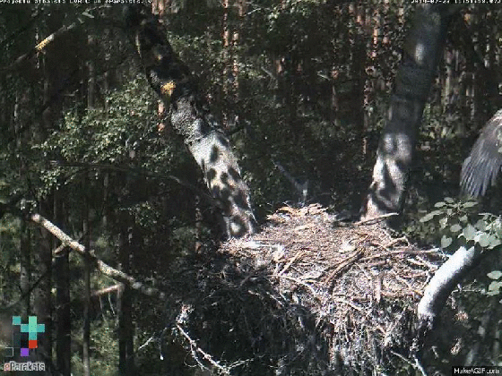 latvian wte nest webcamera juras erglis 2014 page 183 medium