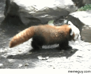 baby red panda taking a stroll meme guy medium