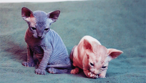 ugly cats gifs find share on giphy medium