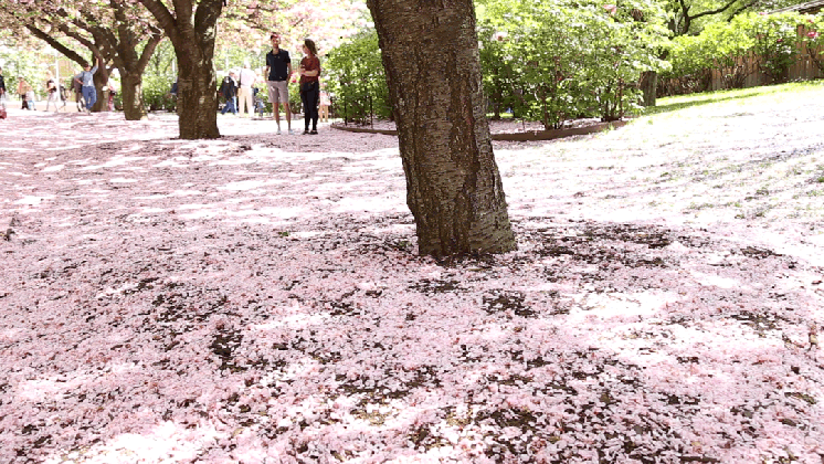 brooklyn cherry blossoms first cinemagraph attempt oc medium