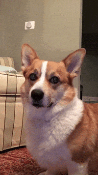 confused dog gifs get the best gif on giphy medium