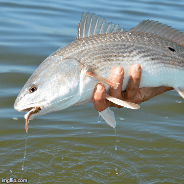 hilton head fishing with off the hook fishing charters february 2016 medium