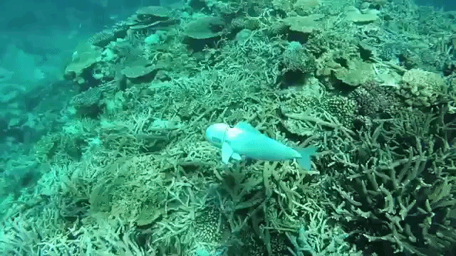 a robotic fish with an undulating tail that collects data by swimming with the fish of the coral medium