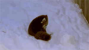 this little gal building herself a snow fort red panda panda and medium