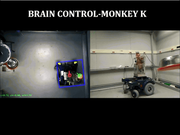 moving monkey pictures funny gif 5251 funny monkey gifs funny medium