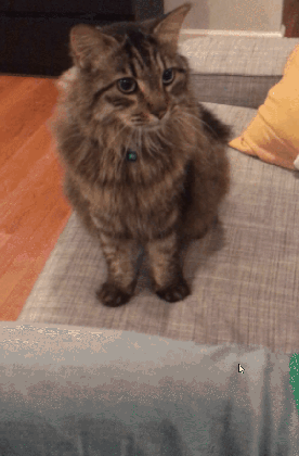 cat hands gifs get the best gif on giphy medium